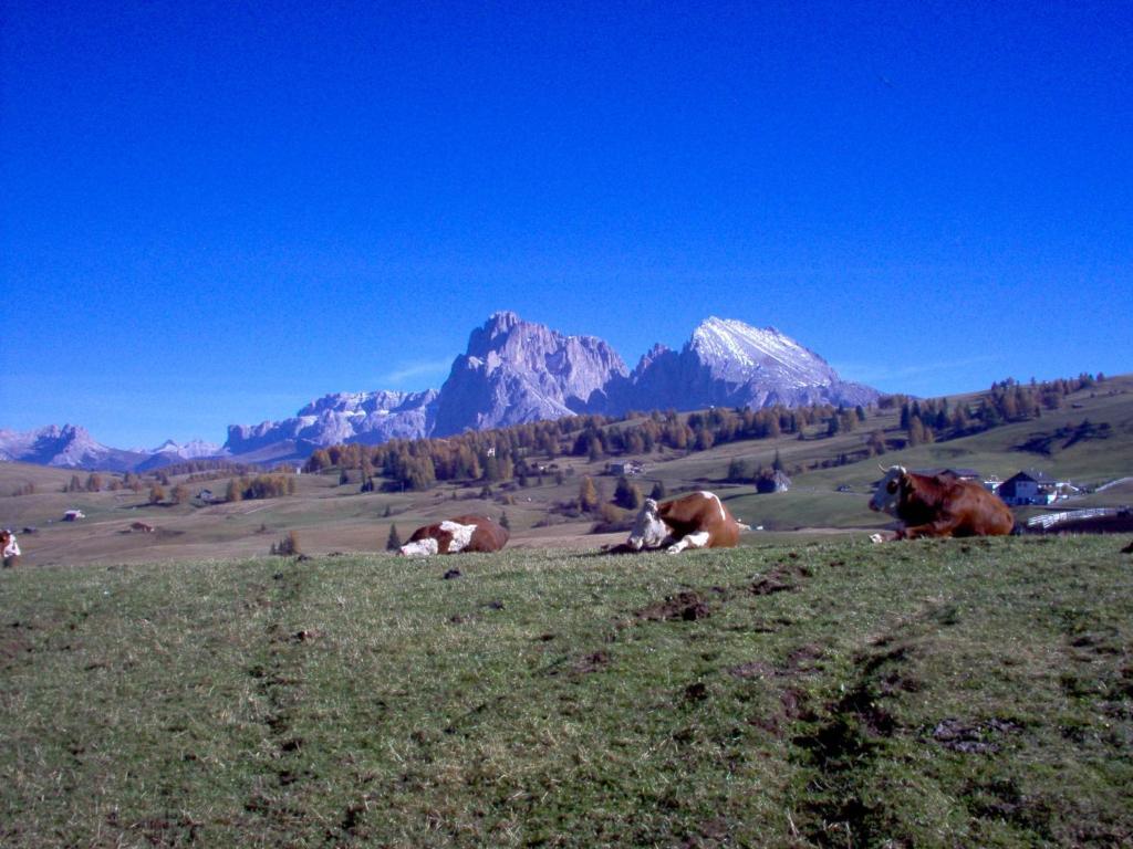 Hotel Viktoria กัสเตลรอตโต ภายนอก รูปภาพ
