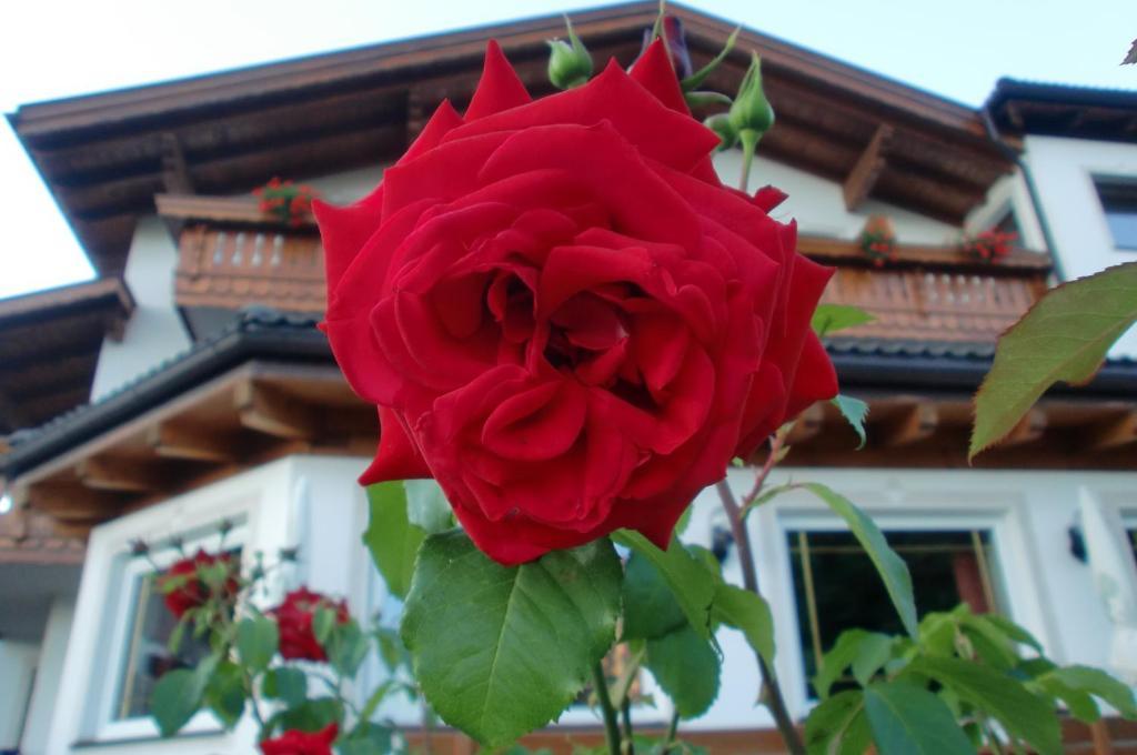 Hotel Viktoria กัสเตลรอตโต ภายนอก รูปภาพ